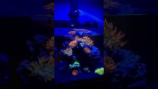 Friday Reef aquarium reeftank [upl. by Eob841]