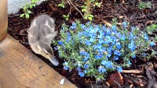 On my walk this morning I pruned the Lithodora [upl. by Swan]