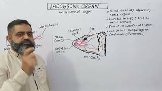 Jacobsons Organ English medium profmasoodfuzail Olfactory organ of reptiles  Vomeronasal organ [upl. by Friedberg201]