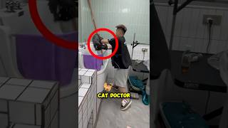 Angry Cat meets Cat Doctor 😳 [upl. by Ojytteb632]