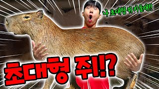 초대형 쥐를 영식이형이 키운다고 물리면 어떡해 날카로운 이빨 [upl. by Voccola]