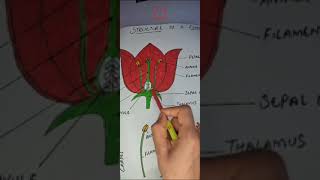 Structure of a flowerfloral appendagescalyxcorollaandroeciumgynoecium [upl. by Lona151]