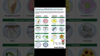 Exploring Monocots and DicotsBiologyScience [upl. by Isyed828]