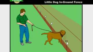 PetSafe—How to Train Your Dog on the Little Dog InGround Radio Fence [upl. by Leif]