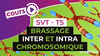 Brassage inter et intra chromosomique  SVT  TS  digiSchool [upl. by Enomrej]