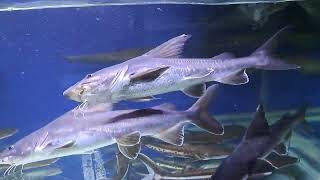 Hemiarius Stormii Firewood planiceps  tapah wallago leeri Giant Mekong Piraiba catfish [upl. by Adnaw]