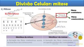 Mitose  aula completa [upl. by Ljoka]