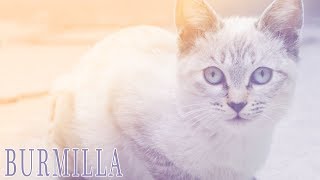 Ideal Companion Burmilla  Cat Breeding Videos [upl. by Nellahs517]