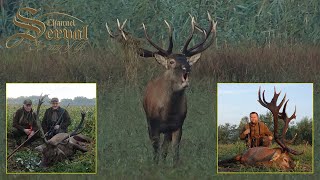 Trophy red deer hunting in Croatia  Baranja 2022 [upl. by Dedie]