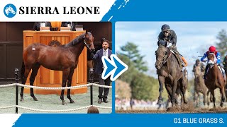 2024 G1 Blue Grass S winner SIERRA LEONE at The Saratoga Sale [upl. by Heigl]