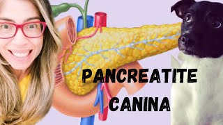 Pancreatite canina [upl. by Ylremik718]