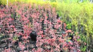 Landscaping Trees and Shrubs With Red Foliage [upl. by Nesyla]