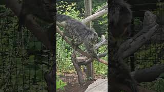 Twotoed sloth 🦥 at the Fort Wayne Childrens Zoo [upl. by Shivers754]