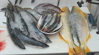 Ao vivoCOMO TIRAR ESPINHAS DO DOURADO E DA TRAÍRACOMO FAZER FILÉ DE SOROROCA SARDINHA PESCADA AM [upl. by Gnas]