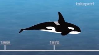 50 Years of Marine Mammal Captivity in 4 Minutes  CAPTIVE  TakePart [upl. by Seamus761]