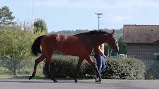 2024 THE ARC SALE  Lot 36  fCi MER SIYOUNI x CHARMEY [upl. by Ghassan]