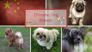 Chinese Dog Breeds [upl. by Irot]