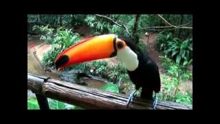 Increible Tucan que habla [upl. by Aicele]