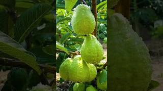 🌿How to grow Guava tree great ideas of propagation Guava tree guava gardening [upl. by Ramas]