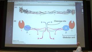 15 Kevin Aherns Biochemistry  Blood Clotting [upl. by Mallon]