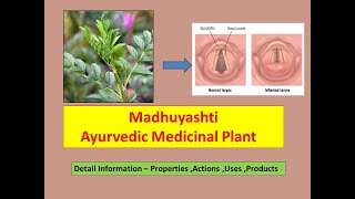 Yashtimadhu l Mulethi l Licorice l Health Benefits of Yashtimadhu l Glycerrhiza Glabra [upl. by Duck39]