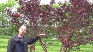 Overgrown Peach Tree Pruning Success  Gurneys Video [upl. by Pish]