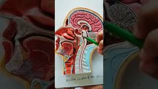 hemisection of head neck part 2 [upl. by Mcguire]