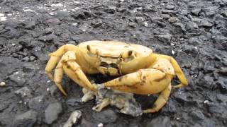 CRAB EATING FROG [upl. by Gotthard]