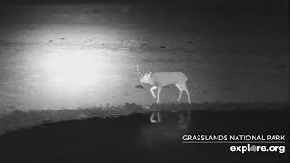 A lone male mule deer at at Bison Watering Hole  Grasslands National Park  exploreorg [upl. by Enelyar]