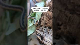 Curious little snake babies 👁️👁️ funnyanimalvideos reptilekeeper gartersnake [upl. by Sylvester]