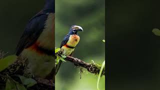 Collared Aracari birds wildbirds forestbirds bird wildlife birdslover wildlifebirding [upl. by Young]