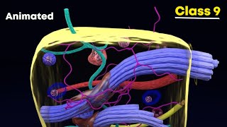 Connective tissues ⚡3d animation  Class 9 Biology [upl. by Pain]