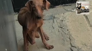 Helping an abandoned frail and starving dog at the doorstep [upl. by Elrod]