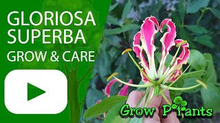 Gloriosa superba  grow amp care Flame lily [upl. by Bridgid153]