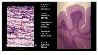 Neuro y glía histología repaso [upl. by Roderich]