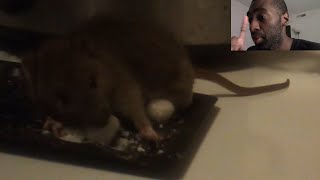 Rat Eats Moth Ball [upl. by Barbabra]