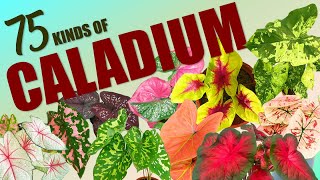 75 CALADIUM SPECIES HERB STORIES [upl. by Rusert]