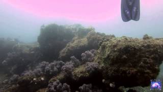 Great White Shark on the Aliwal Shoal [upl. by Aitnic]