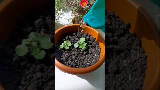 Growing Crossandra  Aboli From Seeds 🌱 shorts garden youtubeshorts shortfeed [upl. by Marentic381]