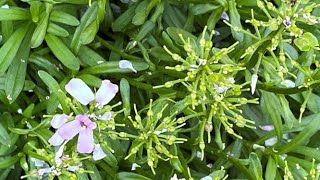 Candytuft Iberis Sempervirens Cut Back After Blooms June 1 [upl. by Layton]