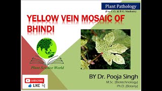 Yellow Vein Mosaic of Bhindi Abelmoschus esculentus [upl. by Sharline]