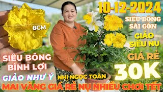 CHỊ THANH TRÀ Giao Lưu Mai Vàng Giá Rẻ Chơi Tết Siêu Bông Bình Lợi Giảo Như Ý • THÀNH TRỌNG LÊ [upl. by Aisatsanna]