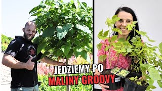 Jedziemy po maliny Szefowa znowu zaszalała [upl. by Mcgaw]