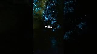 The Magical Glowworm Caves of New Zealand facts fact natural nature wildlife history science [upl. by Eadas]