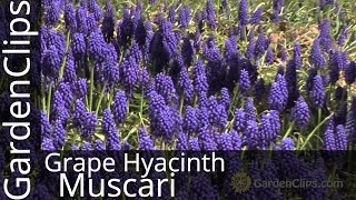 Grape Hyacinth  Muscari armeniacum  How to grow Grape Hyacinth muscari [upl. by Derrej]