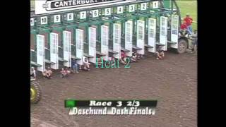 Canterbury Park 2011 Weiner Dogs Heats 1 amp 2 [upl. by Montanez]