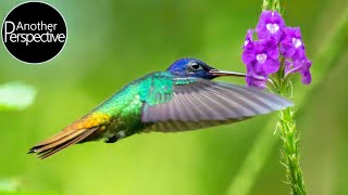 Slow Motion  Hummingbirds of Ecuador [upl. by Kowatch]