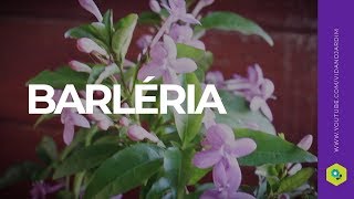 Barléria uma planta de fácil cultivo e adaptação [upl. by Shifrah]