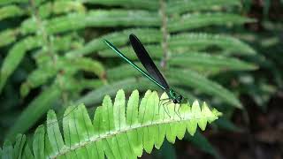 リュウキュウハグロトンボ♂（カワトンボ科）Matrona basilaris japonica 2024年4月 沖縄本島 [upl. by Elsbeth]