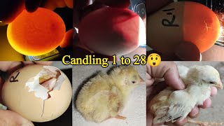 Chicken Egg Candling Day 121  Chicken Embryo Development  Egg Hatching [upl. by Adnuahsal]